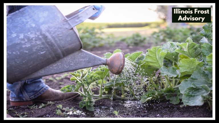 Illinois Frost Advisory Just Issued — Here’s How to Save Your Plants Before It’s Too Late!