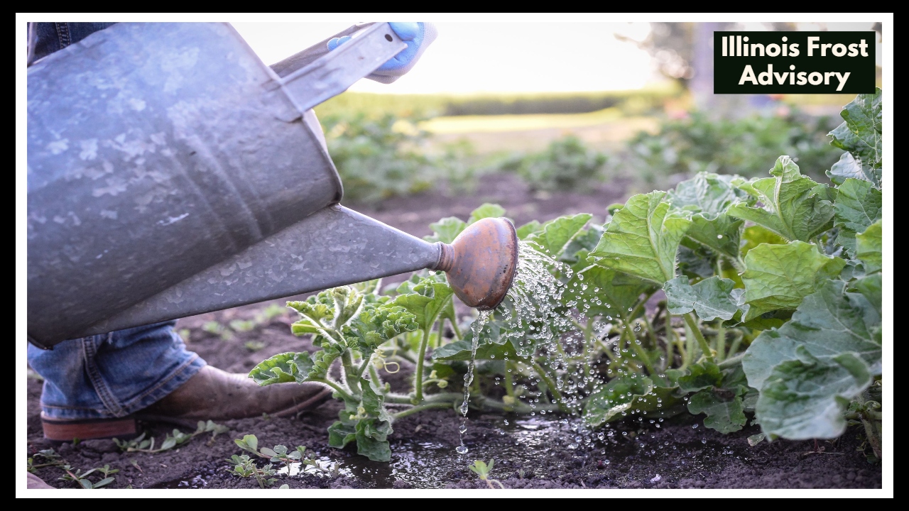Illinois Frost Advisory Just Issued — Here’s How to Save Your Plants Before It’s Too Late!